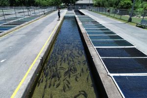 Bobby n. Setzer fish hatchery